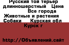 Русский той-терьер длинношерстный › Цена ­ 7 000 - Все города Животные и растения » Собаки   . Курская обл.,Курск г.